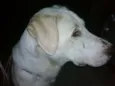 Bacana