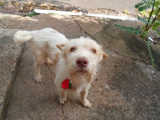 Cachorro ra a SRD idade 2 anos nome Branquinho