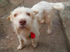 Cachorro raça SRD idade 2 anos nome Branquinho
