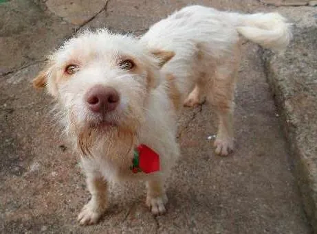 Cachorro ra a SRD idade 2 anos nome Branquinho