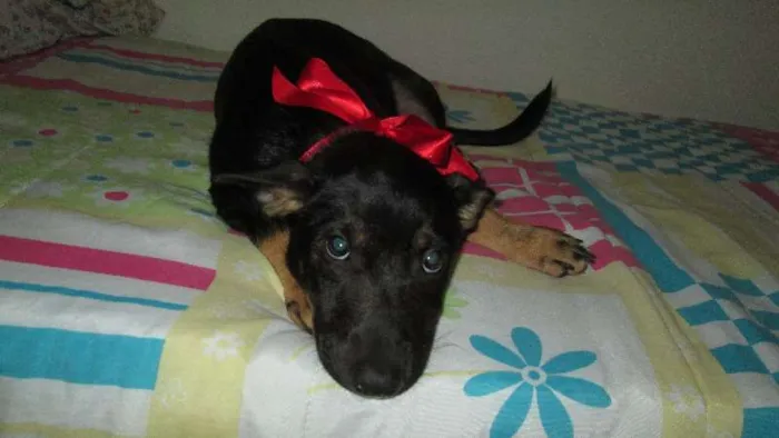 Cachorro ra a SRD idade 2 a 6 meses nome RANE