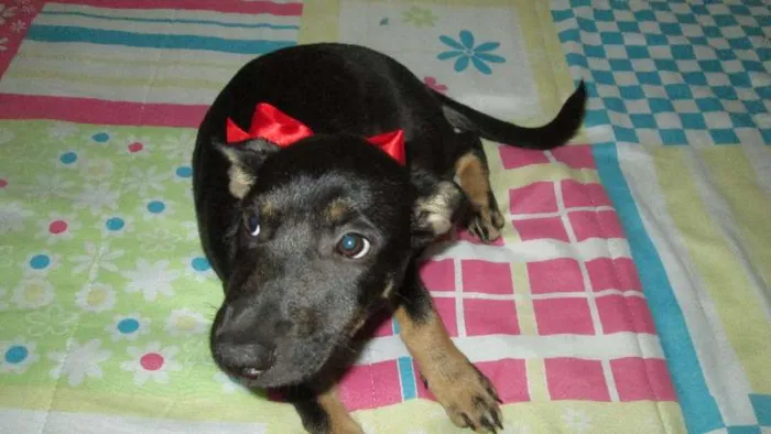Cachorro ra a SRD idade 2 a 6 meses nome RANE