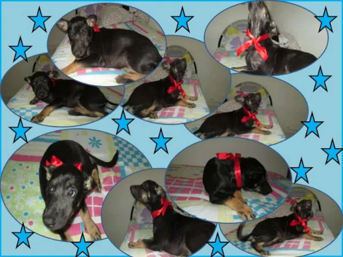 Cachorro ra a SRD idade 2 a 6 meses nome RANE