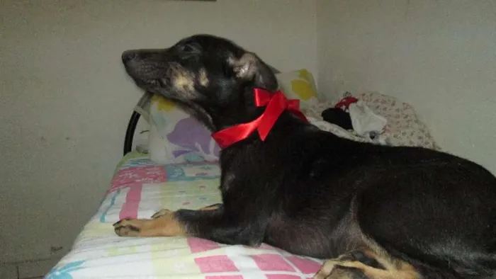 Cachorro ra a SRD idade 2 a 6 meses nome RANE