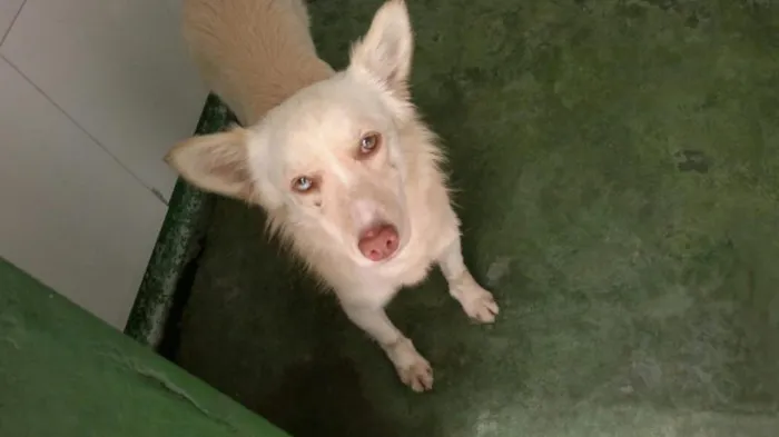 Cachorro ra a SRD idade 2 anos nome Lua