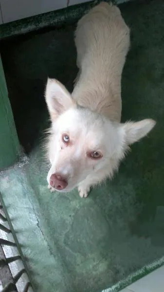 Cachorro ra a SRD idade 2 anos nome Lua