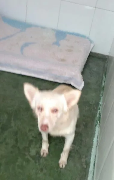 Cachorro ra a SRD idade 2 anos nome Lua