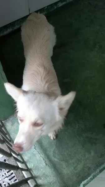 Cachorro ra a SRD idade 2 anos nome Lua