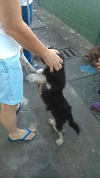 Cachorro ra a SRD idade  nome Luke