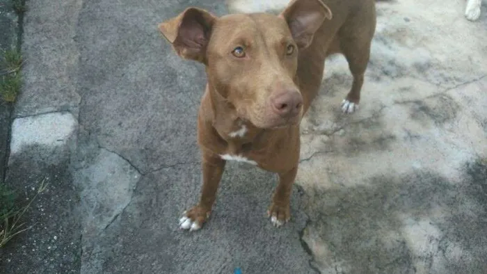 Cachorro ra a Mestiço idade 2 anos nome Laika