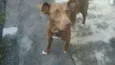 Laika