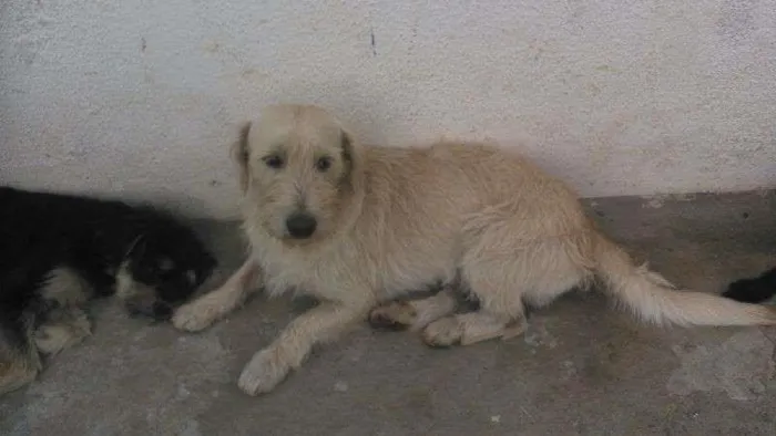 Cachorro ra a SRD idade 2 anos nome Puff
