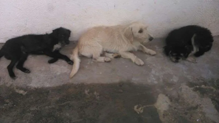 Cachorro ra a SRD idade 2 anos nome Puff