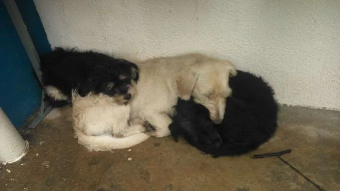 Cachorro ra a SRD idade 2 anos nome Puff