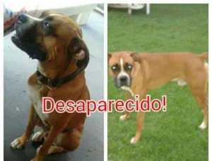 Cachorro raça boxer idade 2 anos nome Sbathi GRATIFICA