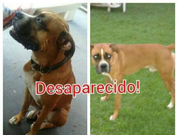 Cachorro ra a boxer idade 2 anos nome Sbathi GRATIFICA