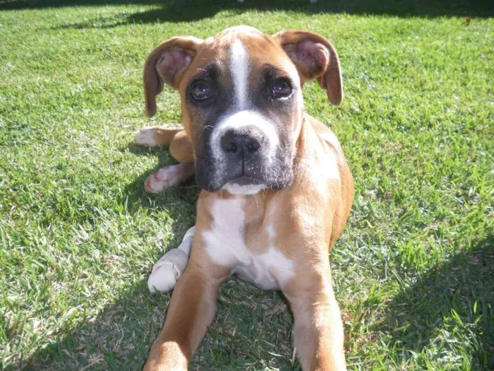 Cachorro ra a boxer idade 2 anos nome Sbathi GRATIFICA