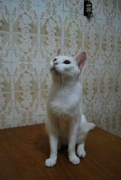 Gato ra a  idade 1 ano nome Branca