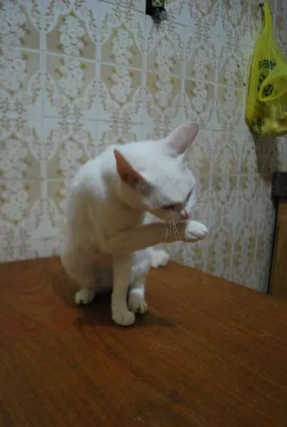 Gato ra a  idade 1 ano nome Branca