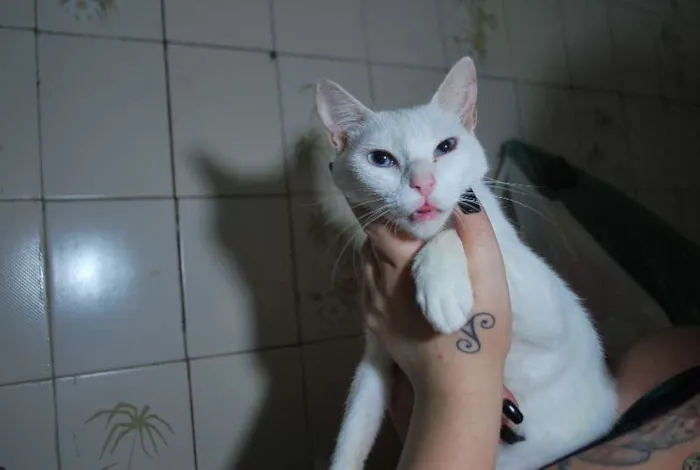 Gato ra a  idade 1 ano nome Branca