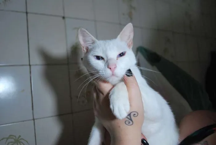 Gato ra a  idade 1 ano nome Branca