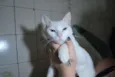 Branca
