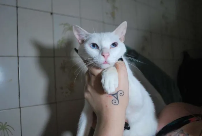 Gato ra a  idade 1 ano nome Branca