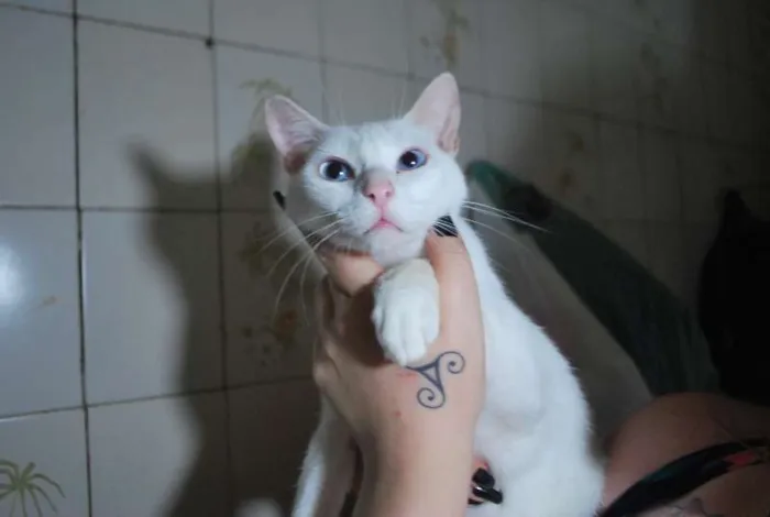 Gato ra a  idade 1 ano nome Branca