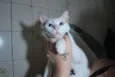 Branca