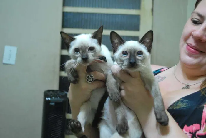 Gato ra a Siamês idade 2 a 6 meses nome Filhotes siameses