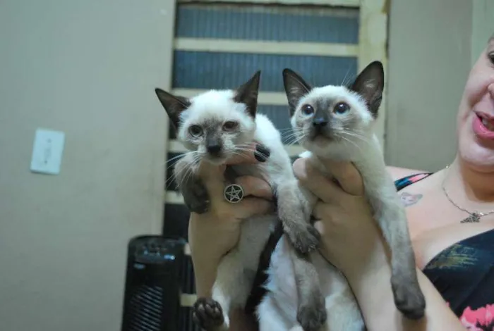Gato ra a Siamês idade 2 a 6 meses nome Filhotes siameses