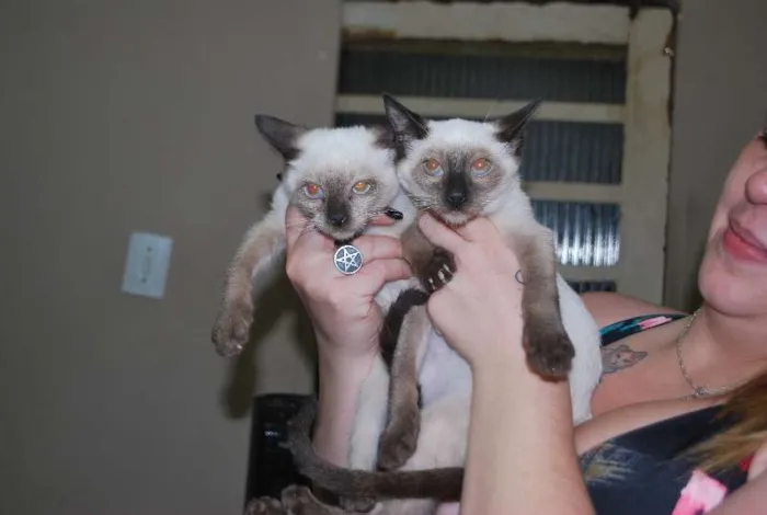 Gato ra a Siamês idade 2 a 6 meses nome Filhotes siameses