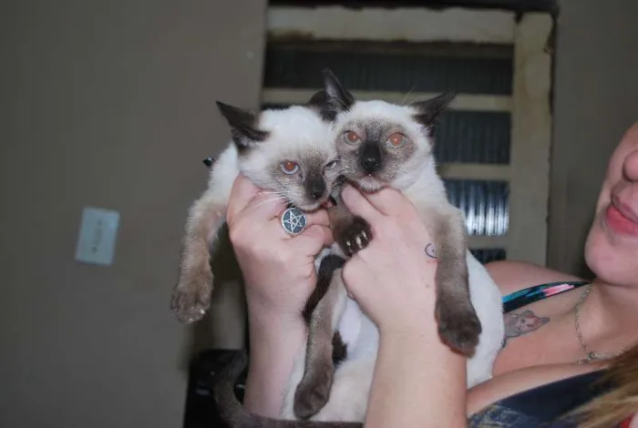Gato ra a Siamês idade 2 a 6 meses nome Filhotes siameses