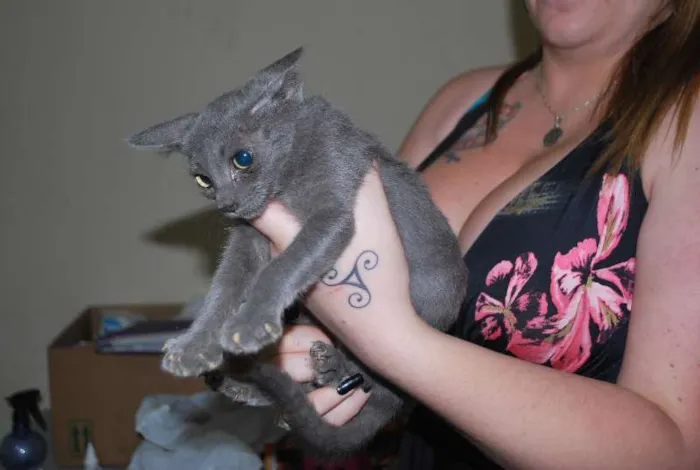 Gato ra a  idade 2 a 6 meses nome Grafite