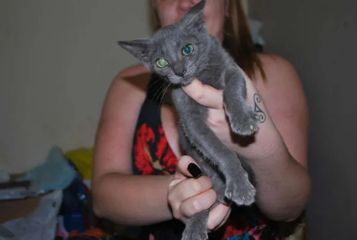 Gato ra a  idade 2 a 6 meses nome Grafite