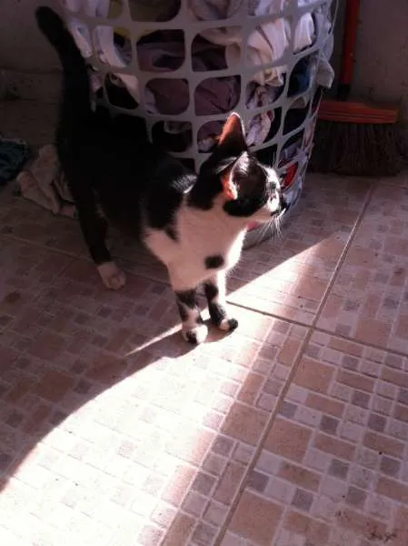 Gato raça SRD idade 2 a 6 meses nome Abigail