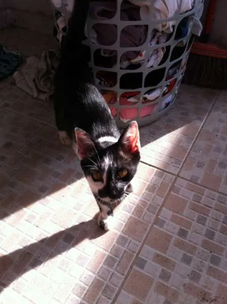 Gato raça SRD idade 2 a 6 meses nome Abigail