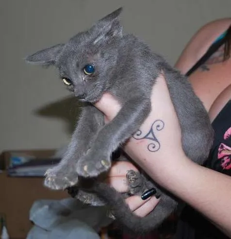 Gato ra a  idade 2 a 6 meses nome Grafite