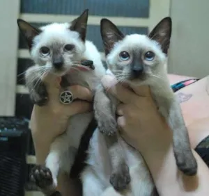 Gato raça Siamês idade 2 a 6 meses nome Filhotes siameses