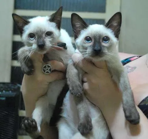 Gato ra a Siamês idade 2 a 6 meses nome Filhotes siameses