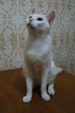 Gato raça  idade 1 ano nome Branca