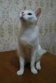 Branca