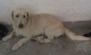 Cachorro raça SRD idade 2 anos nome Puff