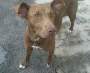 Cachorro raça Mestiço idade 2 anos nome Laika
