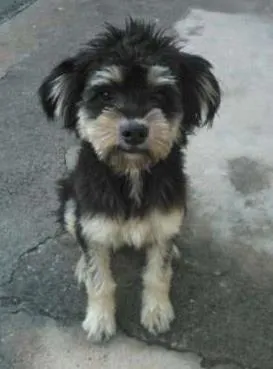 Cachorro ra a SRD idade  nome Luke
