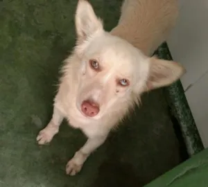 Cachorro raça SRD idade 2 anos nome Lua