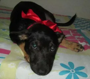 Cachorro raça SRD idade 2 a 6 meses nome RANE