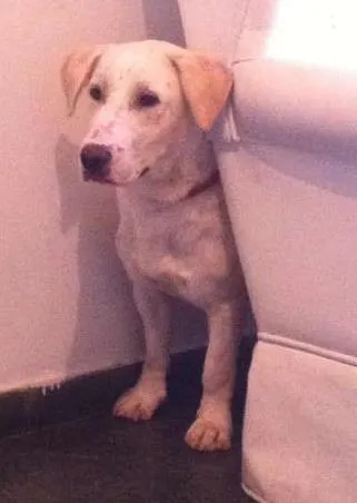 Cachorro ra a SRD idade 2 anos nome Bacana