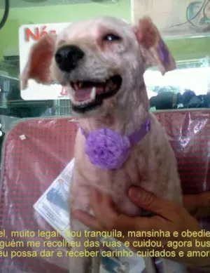 Cachorro raça Poodle idade 5 anos nome Desconhecido