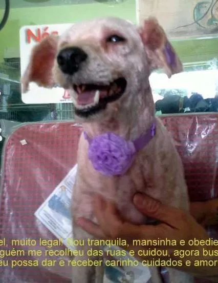 Cachorro ra a Poodle idade 5 anos nome Desconhecido